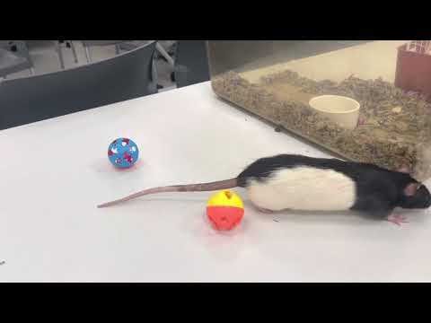 Discrimination Video