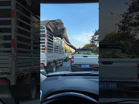 🐘 Angry Elephant Throws a Watermelon at a Honking Driver 😂 Perfect Timing!