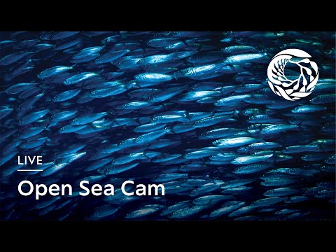 Open Sea, Monterey Bay Aquarium live webcam