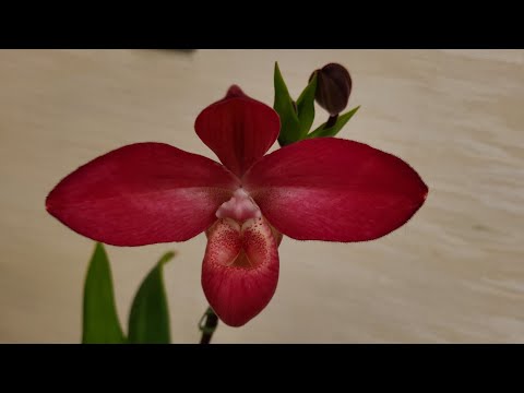 園芸 フラグミペディウム