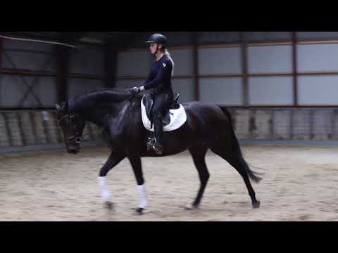 5 years old mare, sire is Fly Society XX