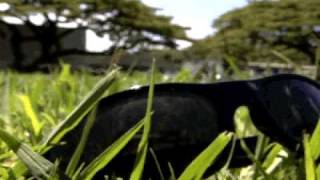 Traditions-The Hush Now