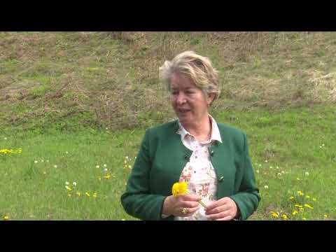 Sakupljanje ljekobilja u priči Ljubice Marković