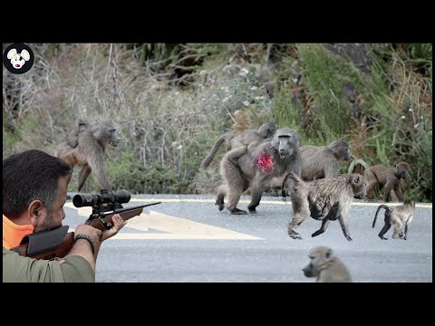 Incredible ! Why Iowa Farmers Have To Deal With Million Of Wild Boar And Invasive Baboons