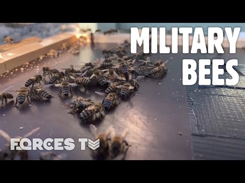 Why A Military Driving School Has Become Home To 120,000 Bees 🐝 | Forces TV