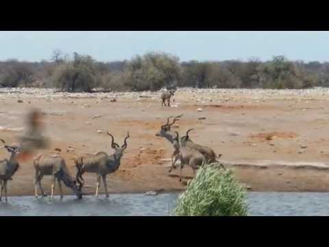 Warthog against Hiyenas