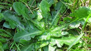 PIATTELLO, COSTOLINA, GIUNCOLINA, BERNARDA, PETASCIUN in Febbraio e Marzo ( Hypochaeris glabra )