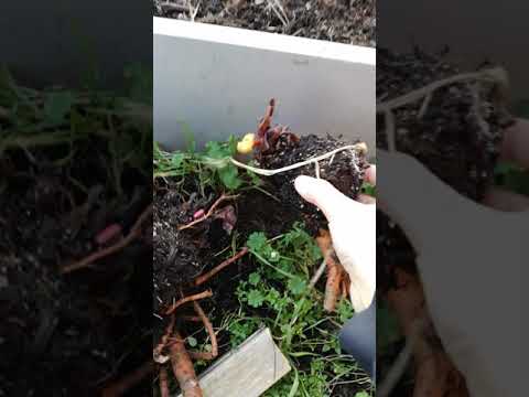 Rabarber som överlevt vintern på bar backe