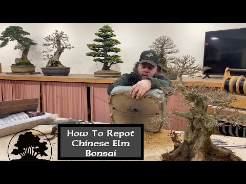 How to Repot a Chinese Elm - Greenwood Bonsai