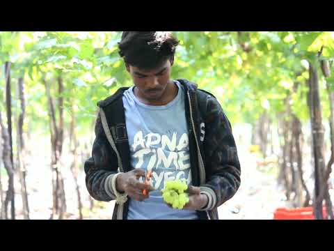 Grapes harvesting transport to Europe 85₹per kg