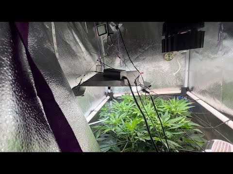 GV 166: Update on the no till living soil beds + 3gals are finishing up.