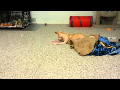 Yusha vs the red dot