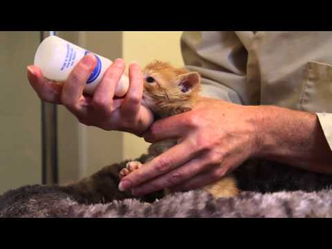 Orphaned Kitten Care: How to Videos - How to Bottle Feed an Orphaned Kitten