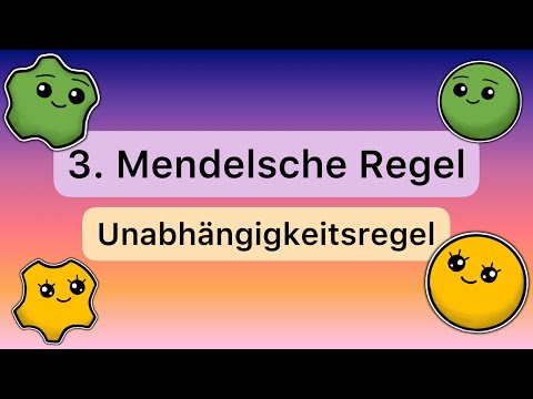 Mendel’s 3rd rule: independence rule