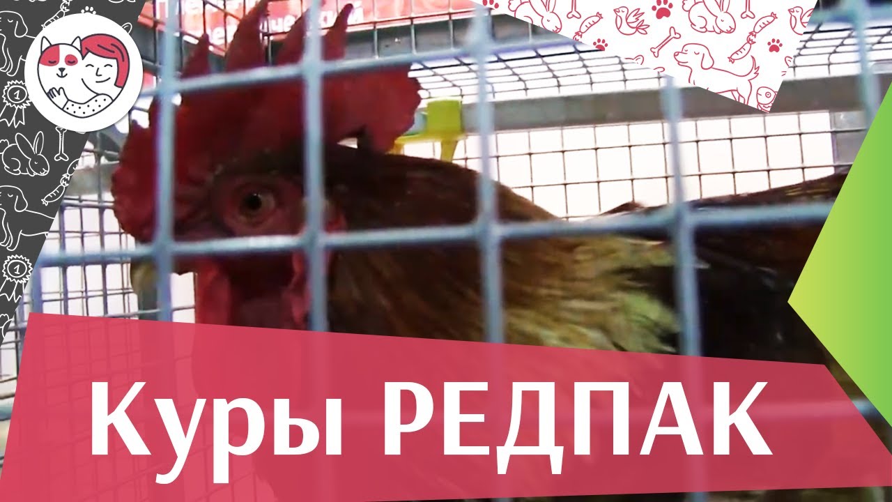 Порода кур РЕДПАК Агропромышленная выставка Золотая осень 2016 iLikePet