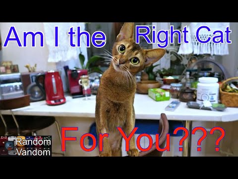 Should you get an Abyssinian Cat?