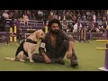 777 Charlie Most Scene Rakshit Shetty Emotional Scene Dog Doglover Charlie 777