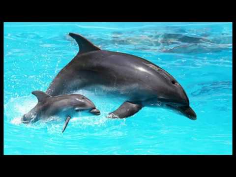 delfinul are vedere)