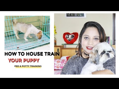 How To Housetrain Your Dog | Easy Potty Train Your Puppy | Housetraining A Shih Tzu | Indian Petmom