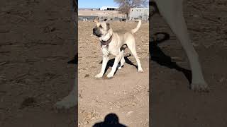 Sarabi Dog Breed Most Dangerous Dog Breed in The World 🌎  #shorts #viral #dog #dogs