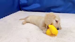 ミニチュアダックスの動画01