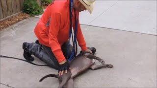 Side-Submitting Dominant Pit Bulls &amp; Power Breeds - Dog Whisperer BIG CHUCK MCBRIDE