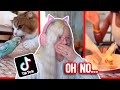 STRESSFUL VIRAL ANIMAL TIKTOKS
