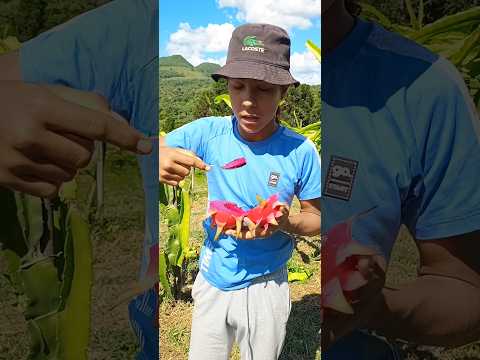 Davi colhendo Pitáias em Cerro Negro Santa Catarina. 5/2/2026. #pitáias #colheita