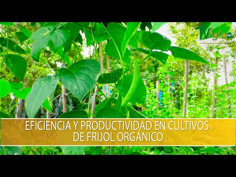 , title : 'Eficiencia y Productividad en Cultivos de Frijol Organico - TvAgro por Juan Gonzalo Angel Restrepo'