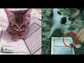 KEDİLER BUNU NASIL BİLEBİLİR? MUCİZE GÖRÜNTÜLER KEDİLER BUNU NASIL BİLEBİLİR? MUCİZE GÖRÜNTÜLER