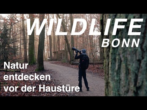 NATURFOTOGRAFIE vor der eigenen Haustüre in Bonn | [#waldmomente]