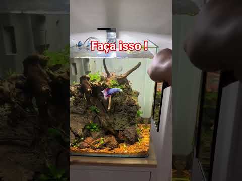 Uma maneira de fazer seu peixe Betta se exercitar