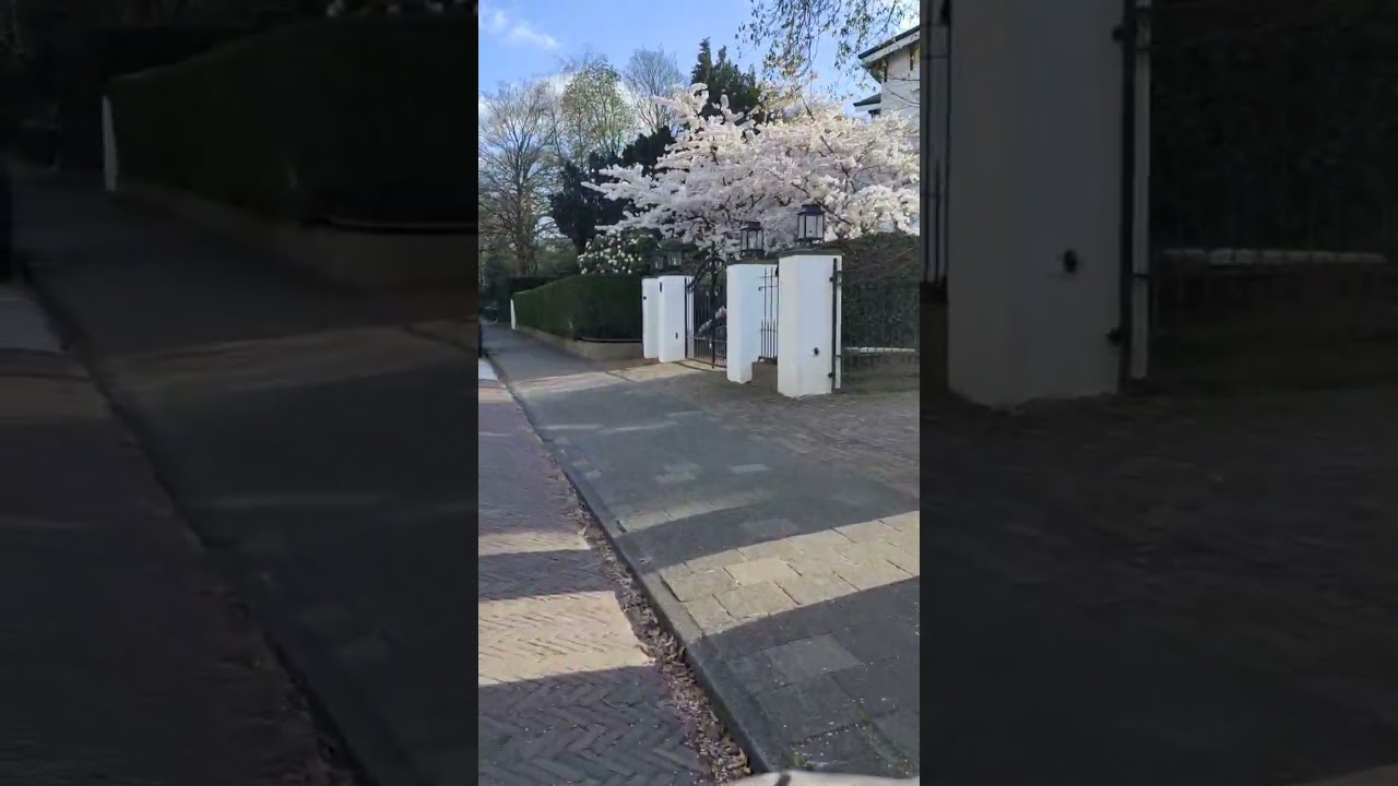 Blooming Trees in Spring – A Breathtaking Sight