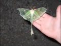 Giant Luna Moth the Size of a Bird 