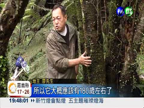 一個人抱不住! 百年山櫻王樹圍粗