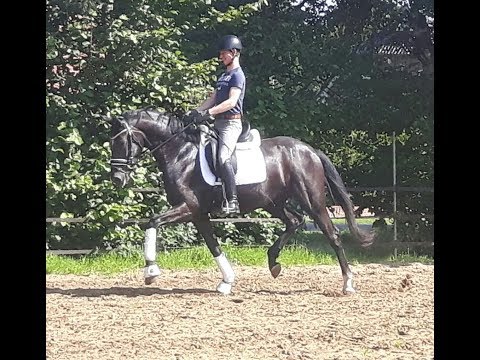 -sold- Quadriga : Mare 2013 by Sezuan/Dr. Jackson/Jazzman