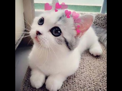OMG So Cute Cats ♥ Best Funny Cat Videos 2021