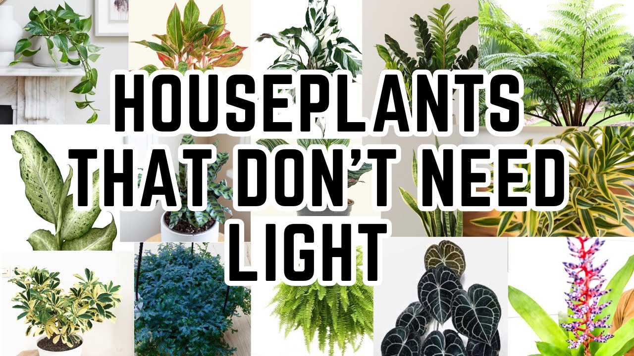 Top 20 Low Light Houseplants For Dark Rooms (These Don’t Die)