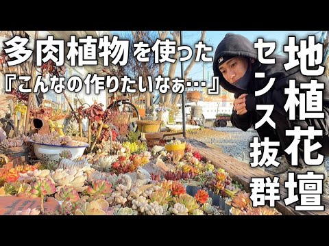 屋外の多肉植物: 庭に美しい多肉植物を植えるにはどうすればよいですか?  庭園