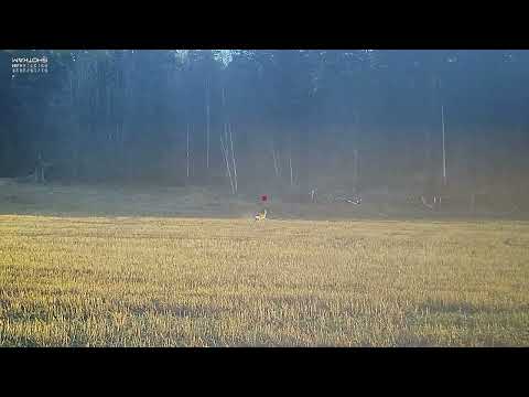 sista drevjakt 2022/23 @shootkam