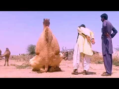 Camel Meeting |Camel meeting season
