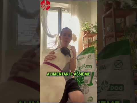 Il Boxer Bianco Joy non ha più problemi allergie alimentari e dermatite con le crocchette Dogbauer