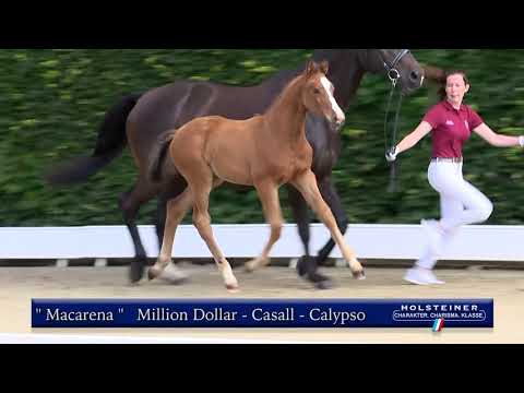 Holsteiner Elite-Fohlenauktion | Nr. 38 v. Million Dollar - Casall