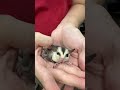フクロモモンガのYouTubeサムネイル画像