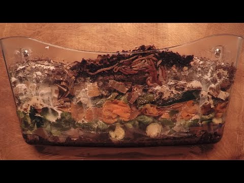 Euro Nightcrawler Worms 98-Day Time-Lapse FULL - vermicomposting