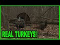 BEST AUDIO Of Wild Turkeys Waking Up Hen Turkey YELP Fighting Purrs DRUMMING