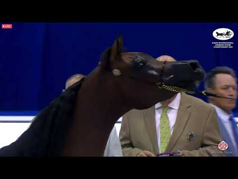 N 45 NOUF ATHBAH   Dubai International Arabian Horse Championship 2022   Fillies 3 Years Old Class 4