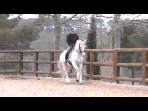 Xique Etalon Reproducteur proposé à la vente