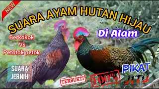 Download lagu SUARA AYAM HUTAN HIJAU || SUARA PIKAT AYAM HUTAN HIJAU || AYAM HUTAN HIJAU JANTAN || ~ @Mastengnex mp3