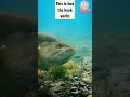 This is how the hook works | Subscribe | #short #youtubeshorts #shortsfeed #fishing